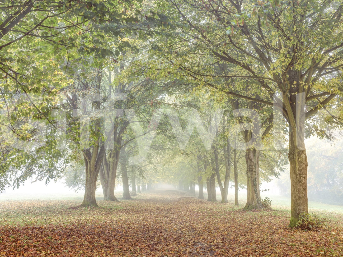 The wallpaper has a smooth, non-reflective matte finish.

