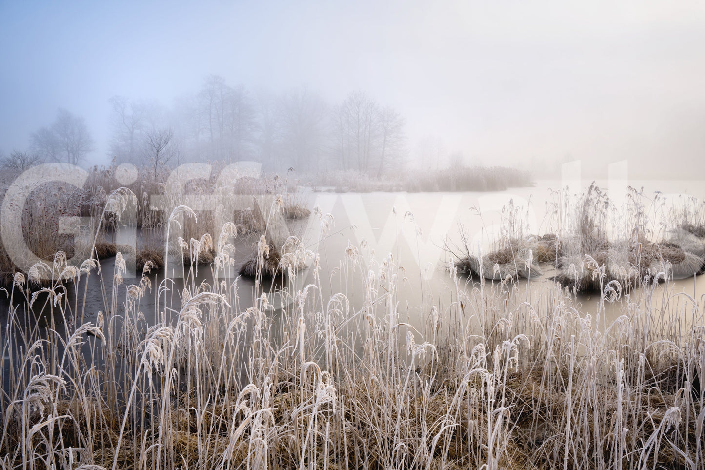 Rustic home decor Winter scene, frosted landscape, peaceful swamp, soothing palette.