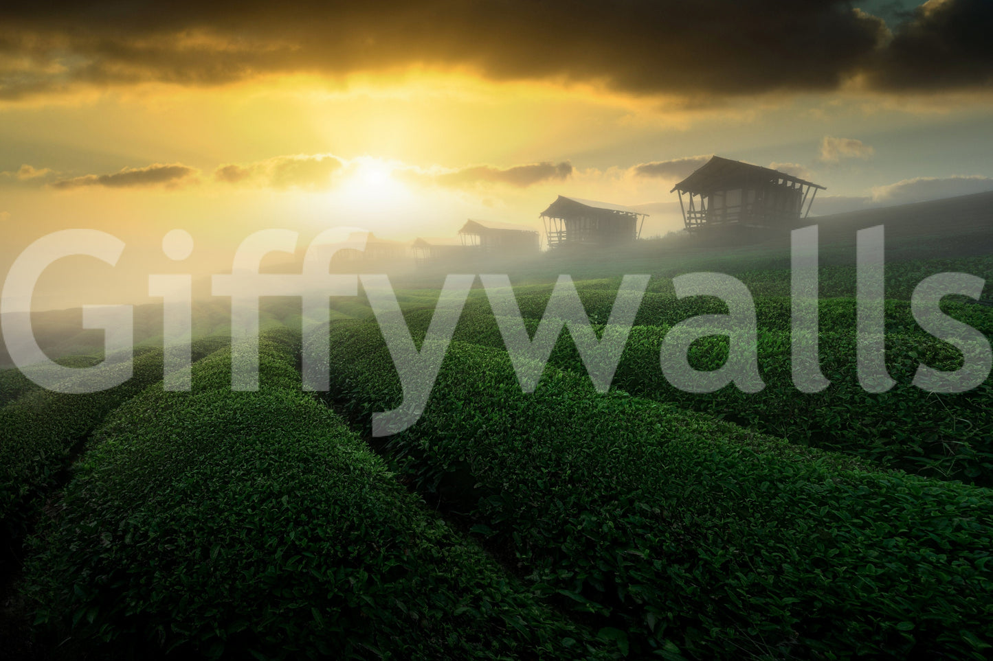 Golden Mist Tea Estate Wall Mural -2353176