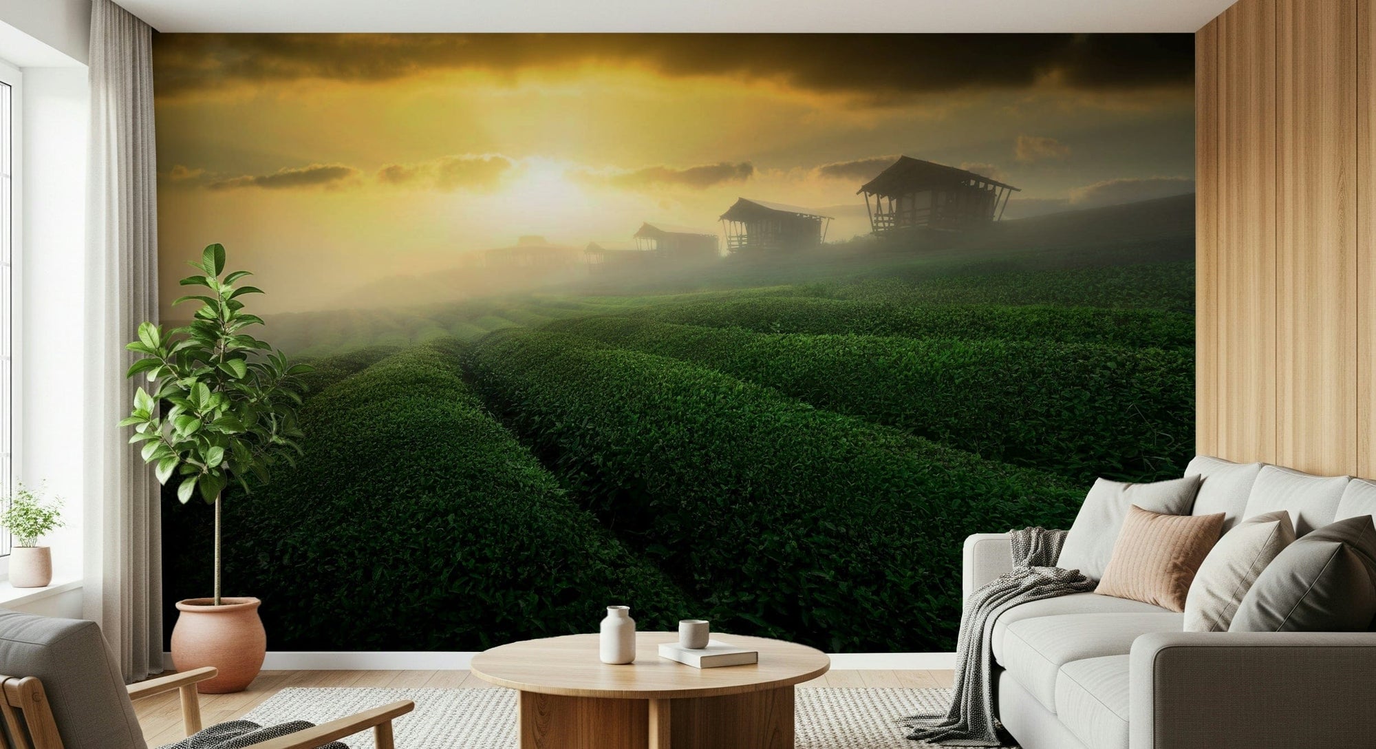 Golden Mist Tea Estate wallpaper mural of a sunrise over green tea rows behind a white sofa in a living room