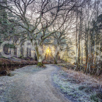 Misty Woodland Glare frosty forest path with a gnarled tree and sunburst shown as a full-wall mural