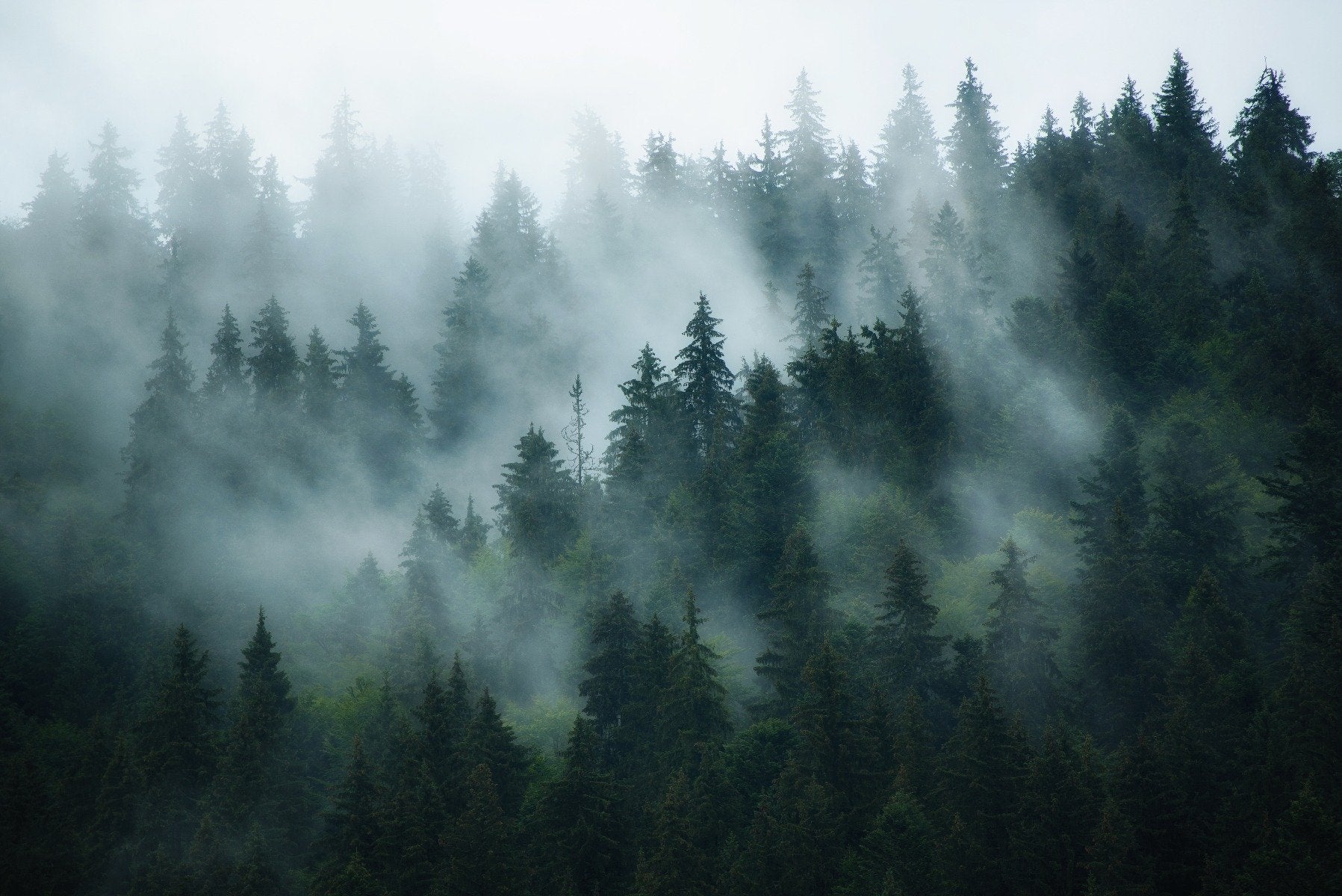 Green Tree Foggy Forest Jungle Wallpaper Murals