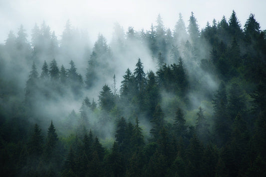 Green Tree Foggy Forest Jungle Wallpaper Murals