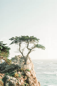 Monterey Wall Mural