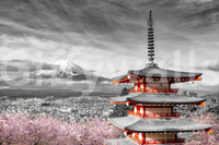 Black and white wall mural with pink cherry blossom focus

