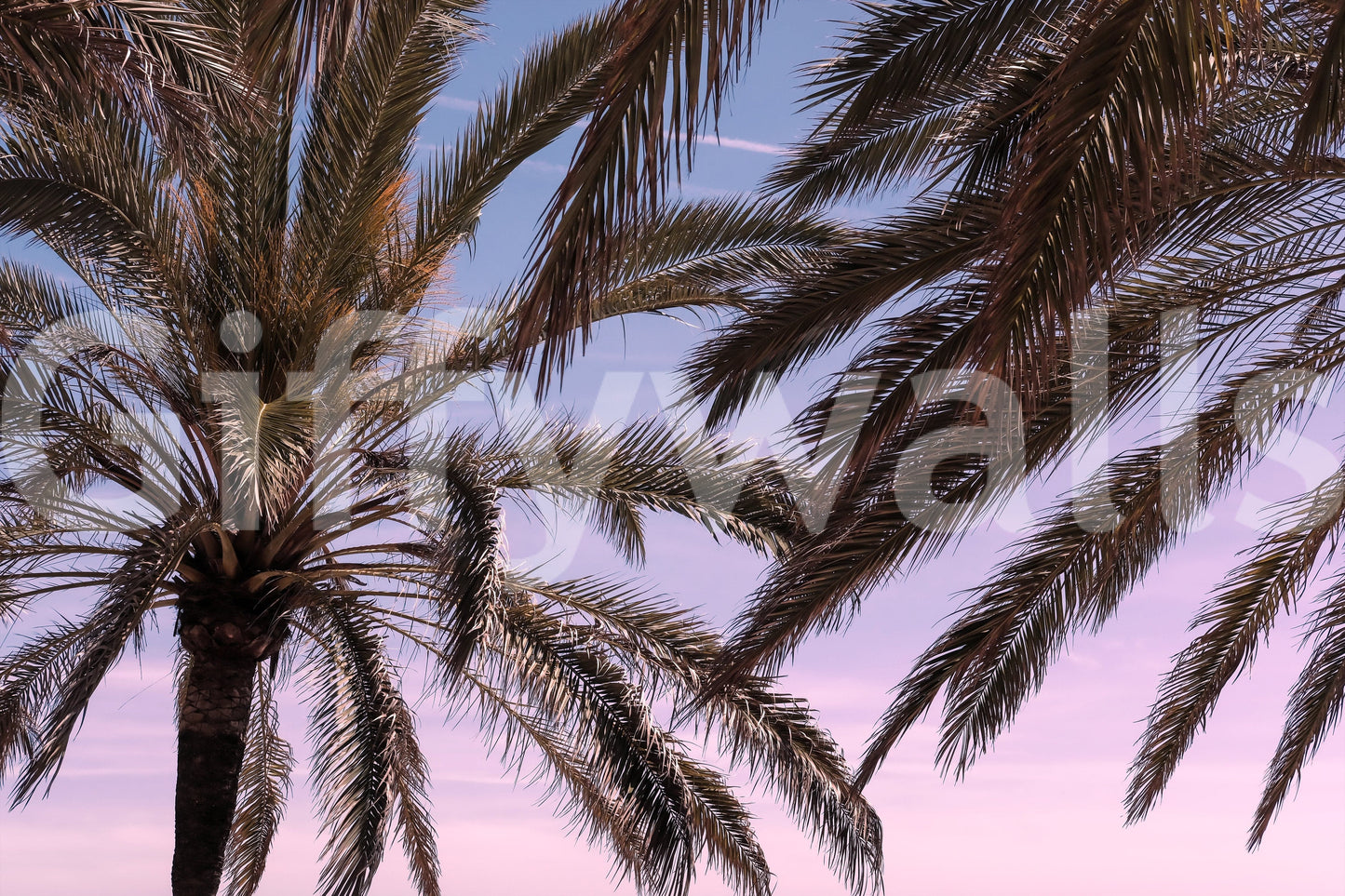 Palm Sky Serenity Wall Mural -2262139