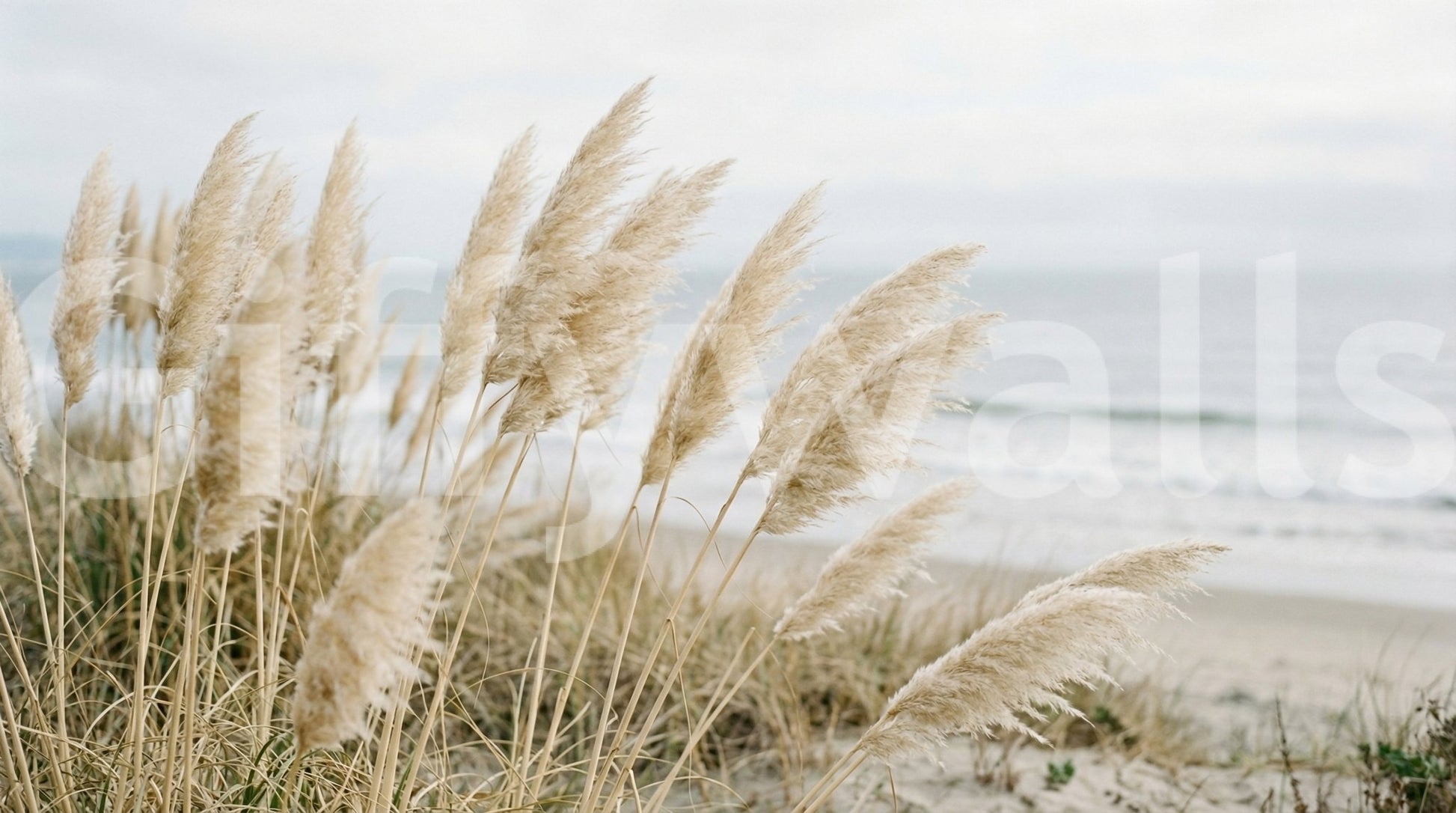 Coastal pampas wall mural shows soft beige plumes along a misty shoreline