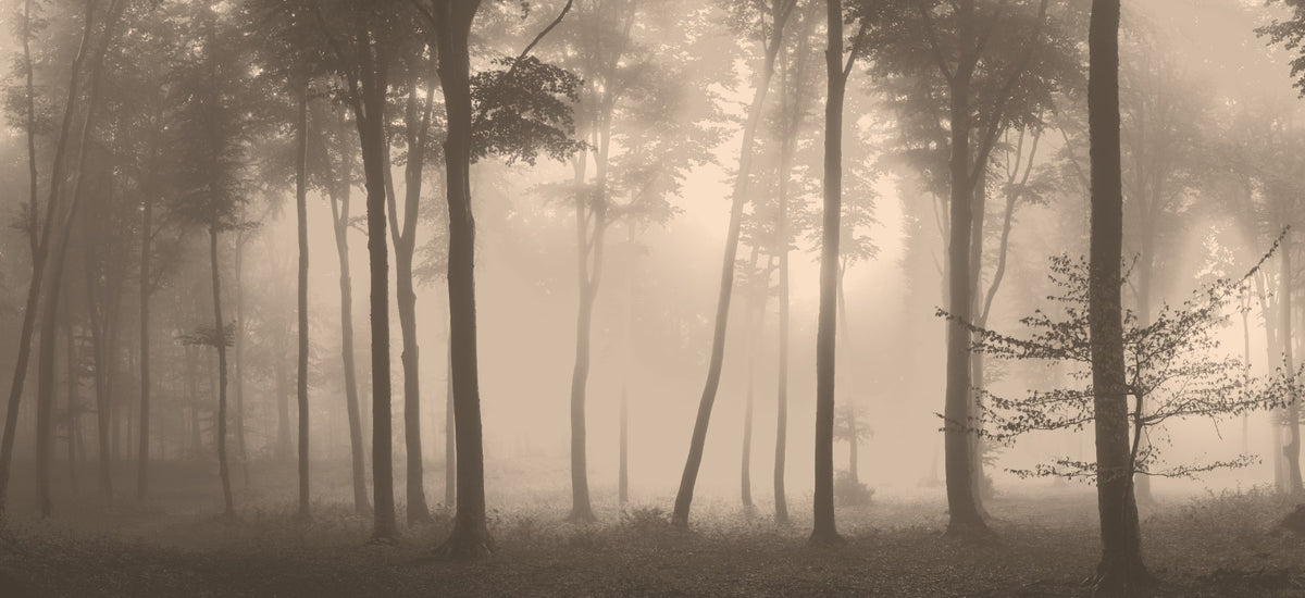 Spooky Haunted Halloween Foggy Forest Wallpaper Mural in your room