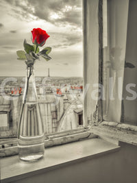 Parisian Bloom Wall Mural