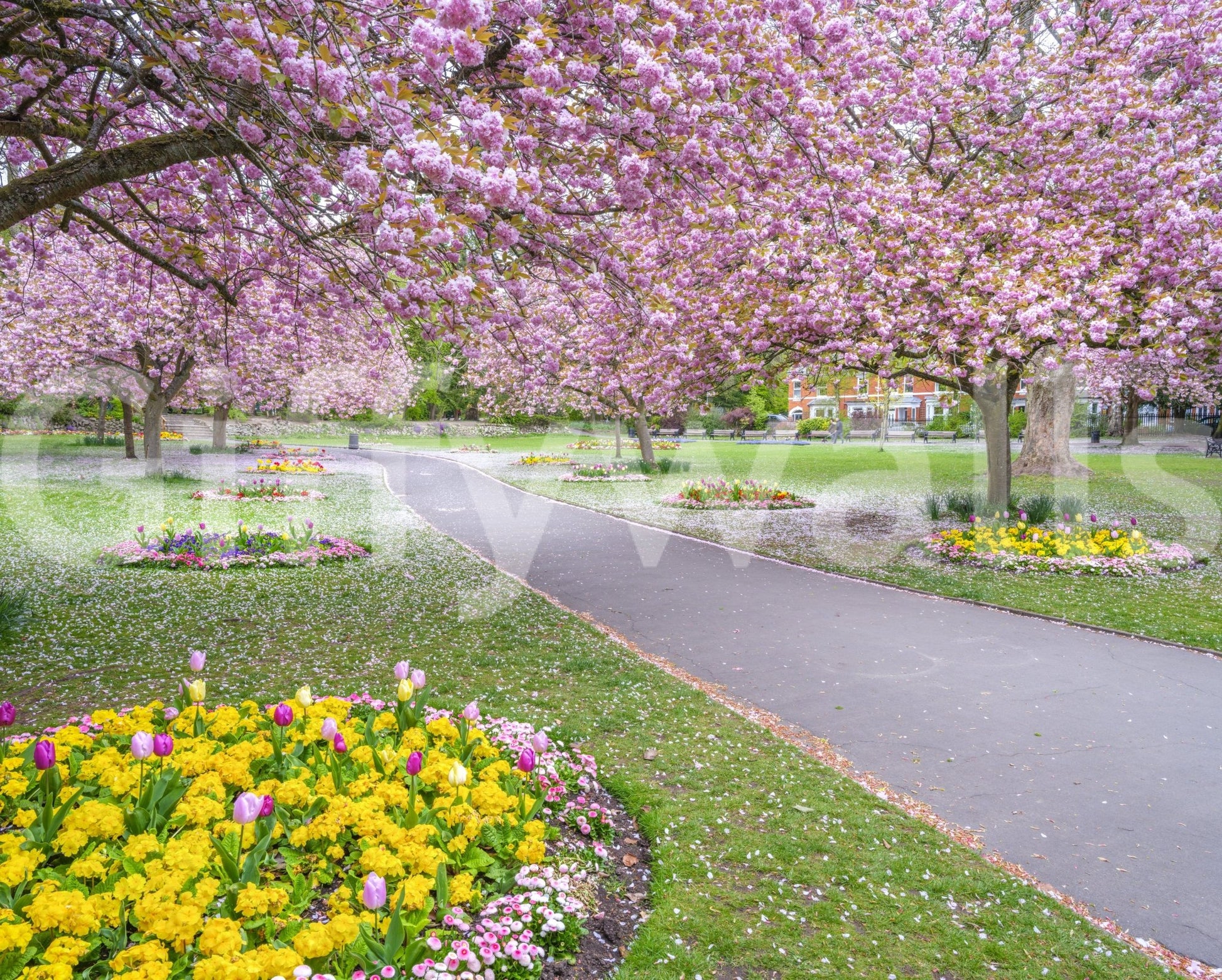 Mural of blossoming park with petals on path

