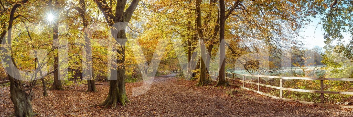 Vivid seasonal colors, winding dirt trail, Pathway Covered in Fall Leaves decor.
