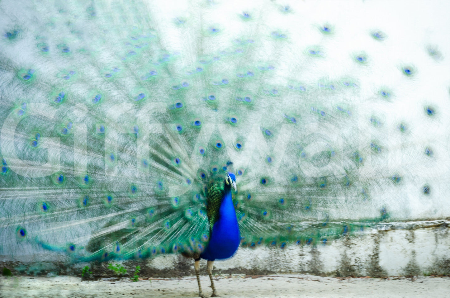 Peacock Dream Wall Mural -2308212