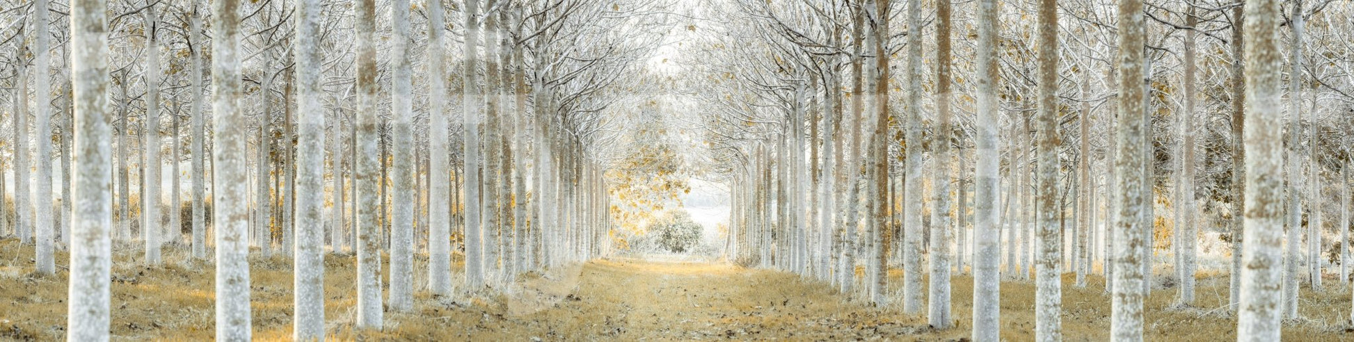 Orderly forest wallpaper mural

