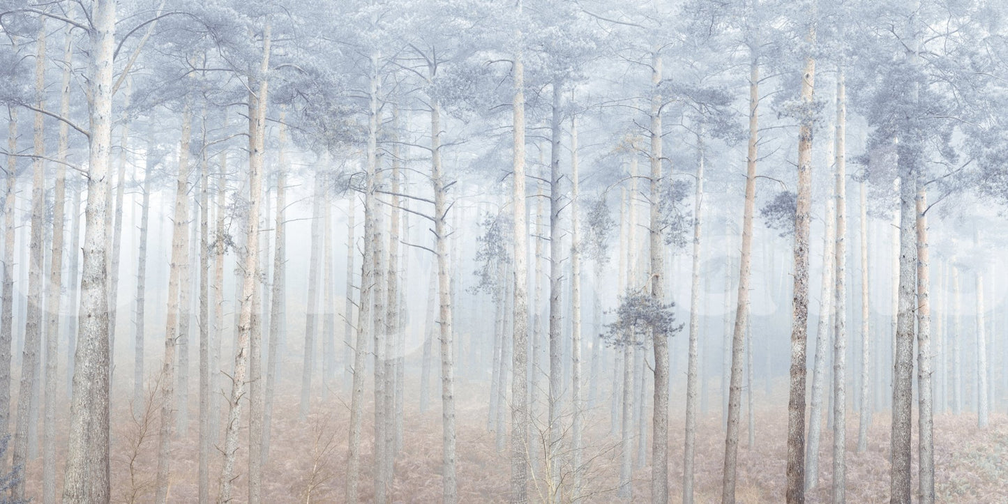 Pine Forest Serenity Wall Mural