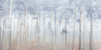 Pine Forest Serenity Wall Mural