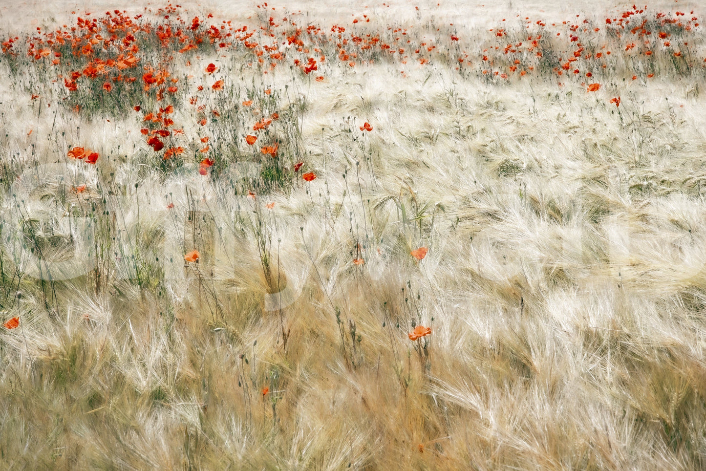 Poppy Field Dreams Wall Mural -2539580