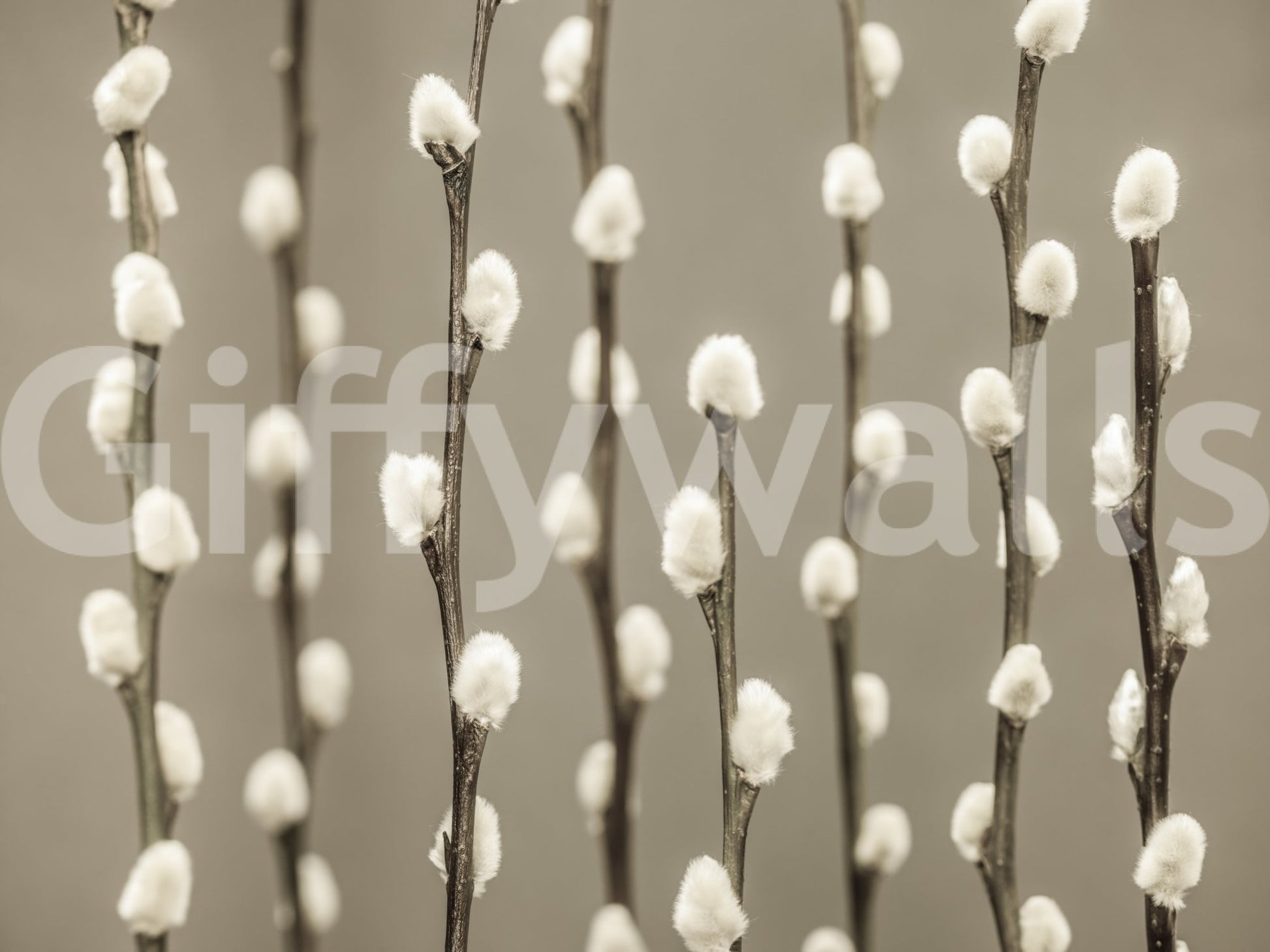 Pussy Willow Wall Mural
