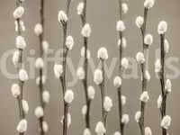 Pussy Willow Wall Mural
