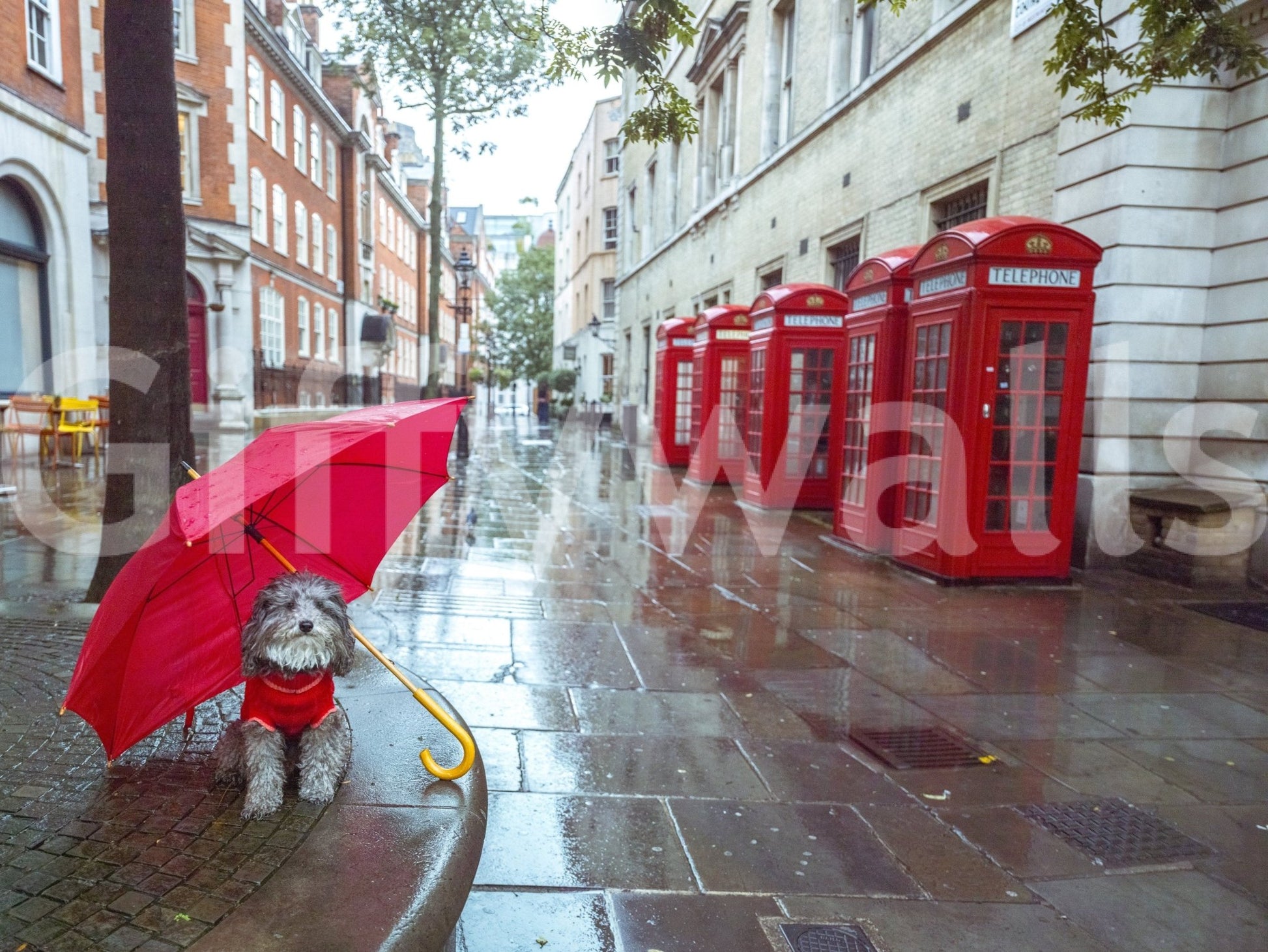 Whimsical Rainy Day Pup wallpaper for walls, cozy mood in light shower.