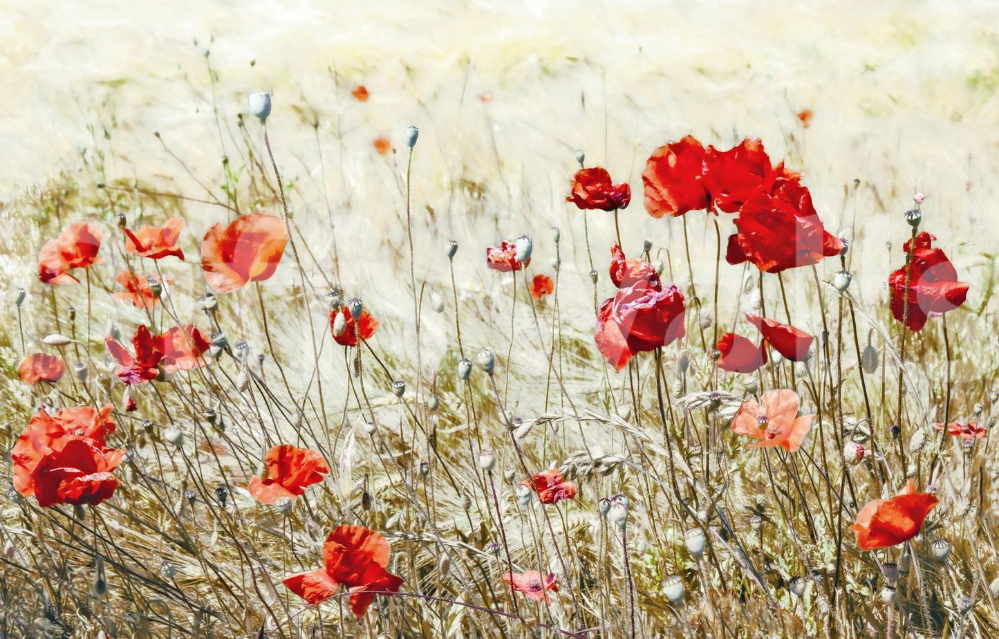 Scarlet Bloom Meadow Wall Mural -2546816