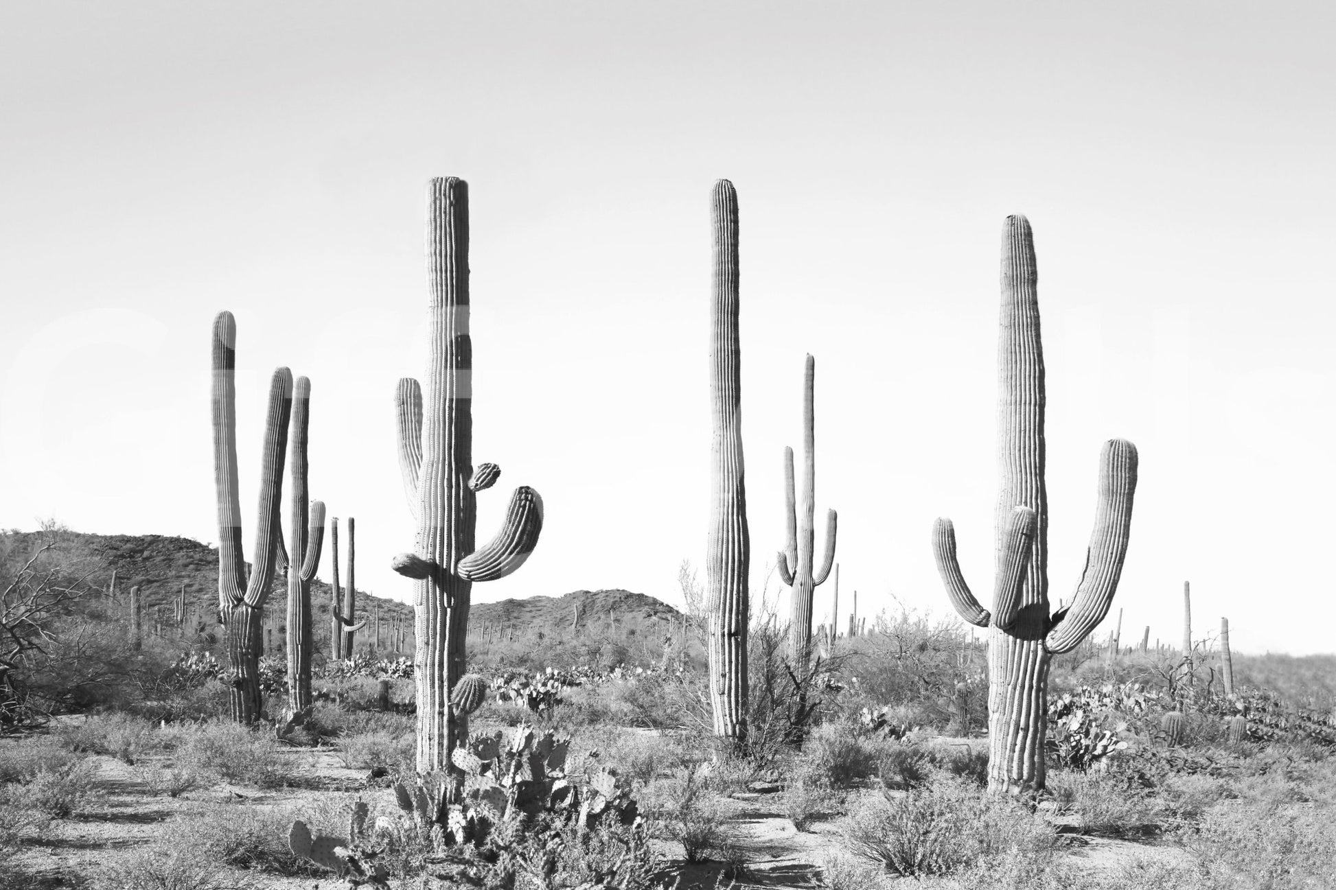 Bold and graphic visual.

