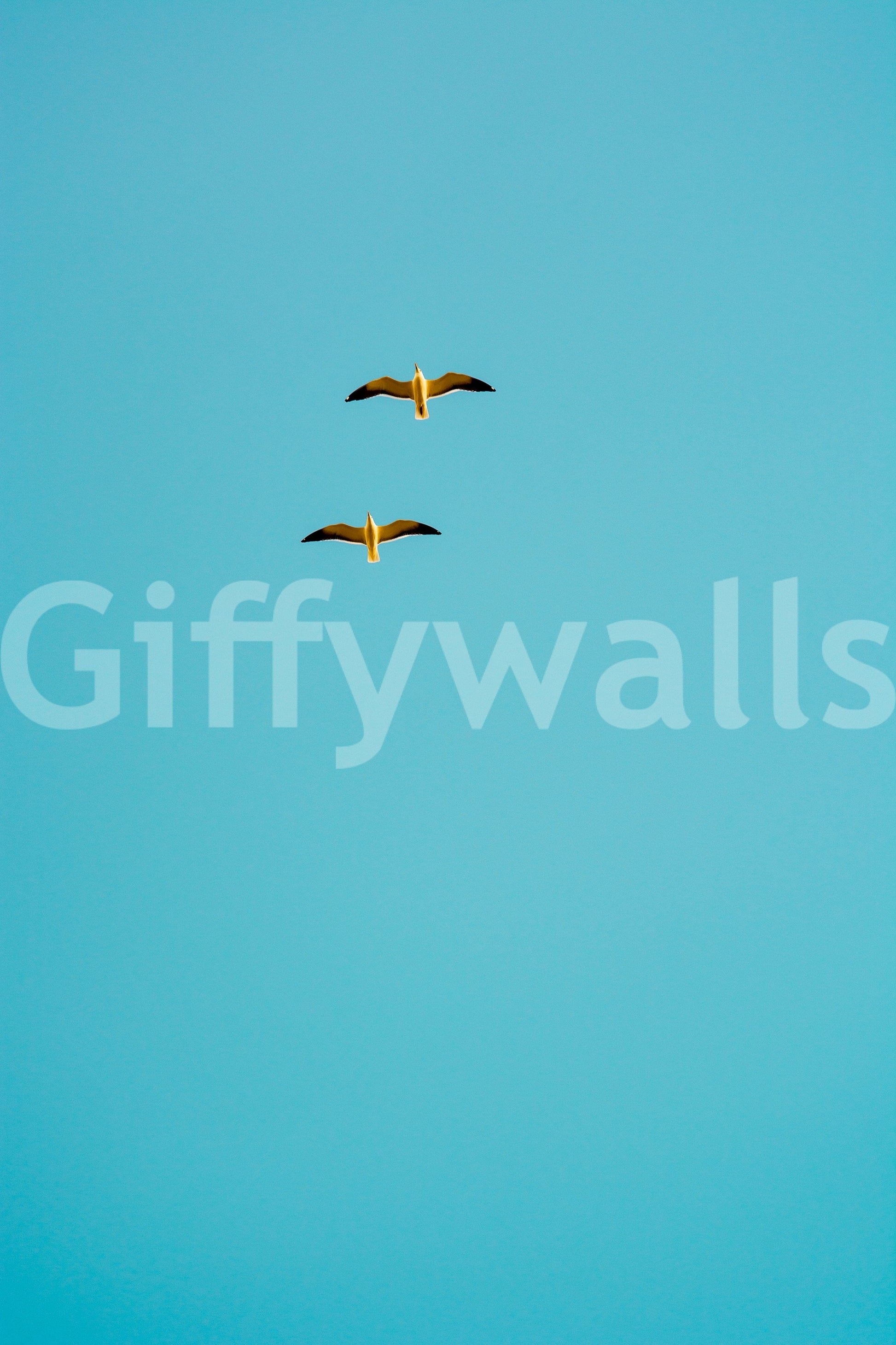 The wallpaper for walls being admired in a home.

