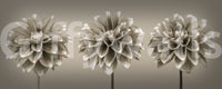 Artistic floral composition, Sepia Dahlia Trio luxury wall textile.