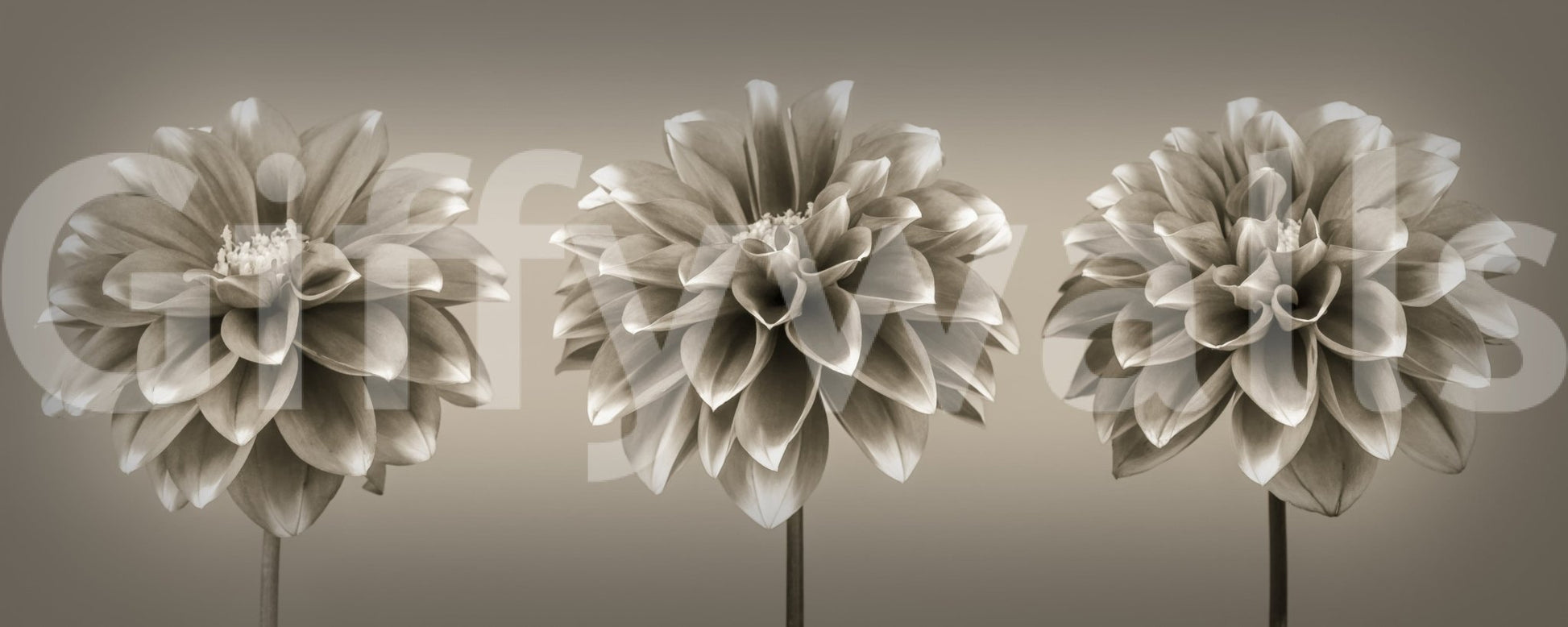 Timeless floral wall mural with three stems