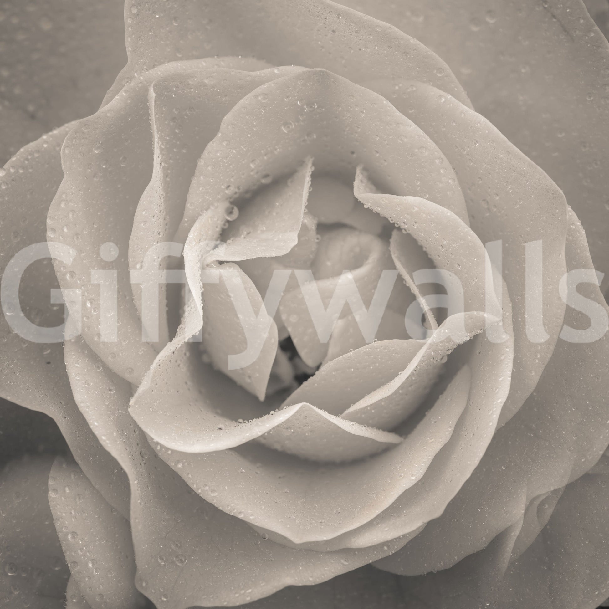 Dramatic sepia-toned rose mural showcasing layered petals in crisp detail.