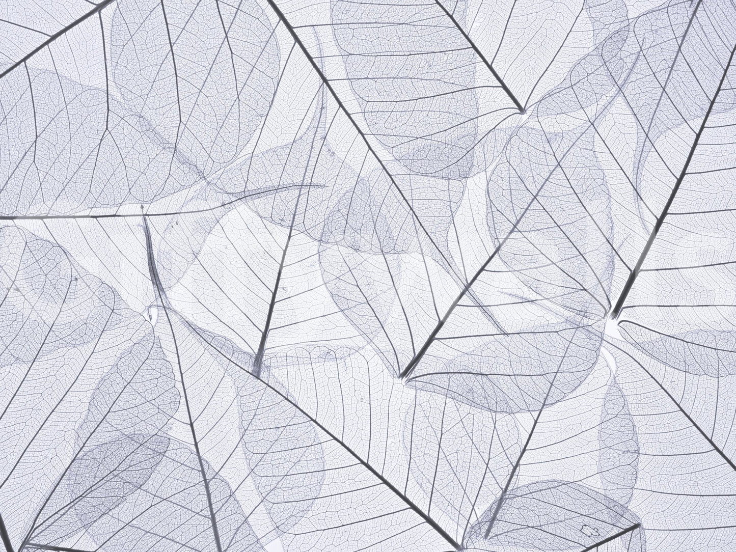 Elegant leaf texture wall mural in white