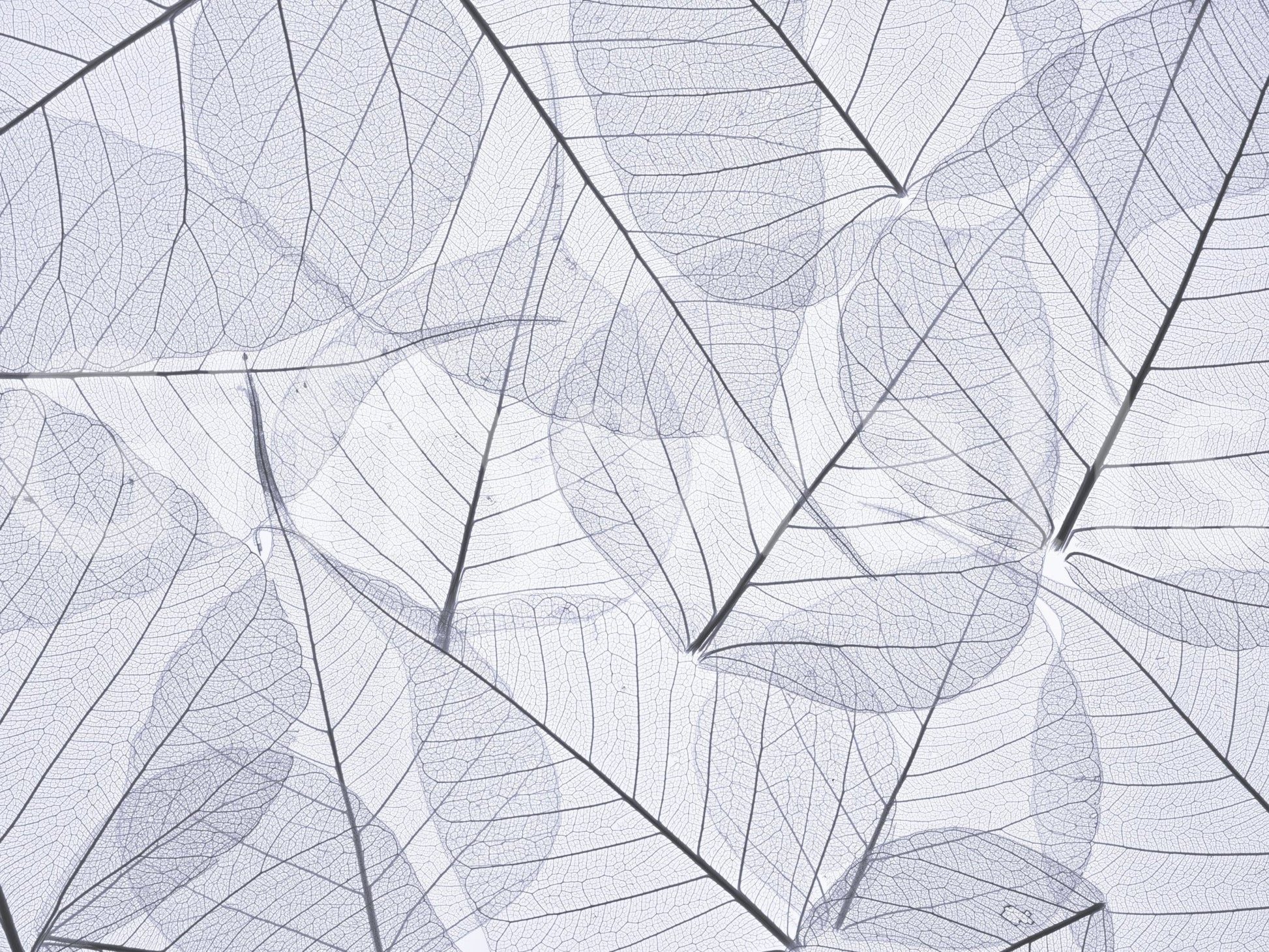 Elegant leaf texture wall mural in white