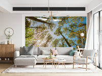 Skyward Trees Wallpaper for Walls in hallway, tall tree tops, modern decor