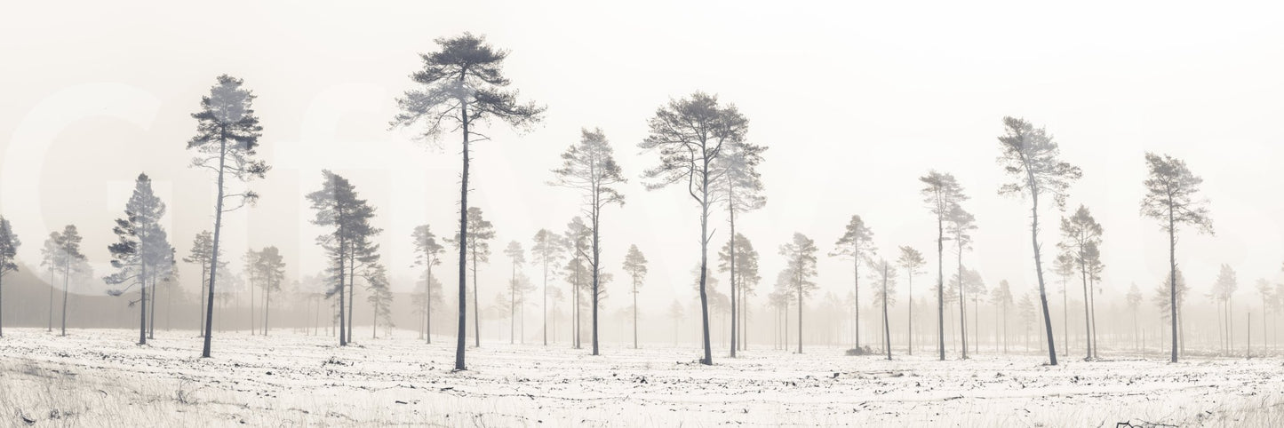 Enjoy this beautiful winter scene daily.

