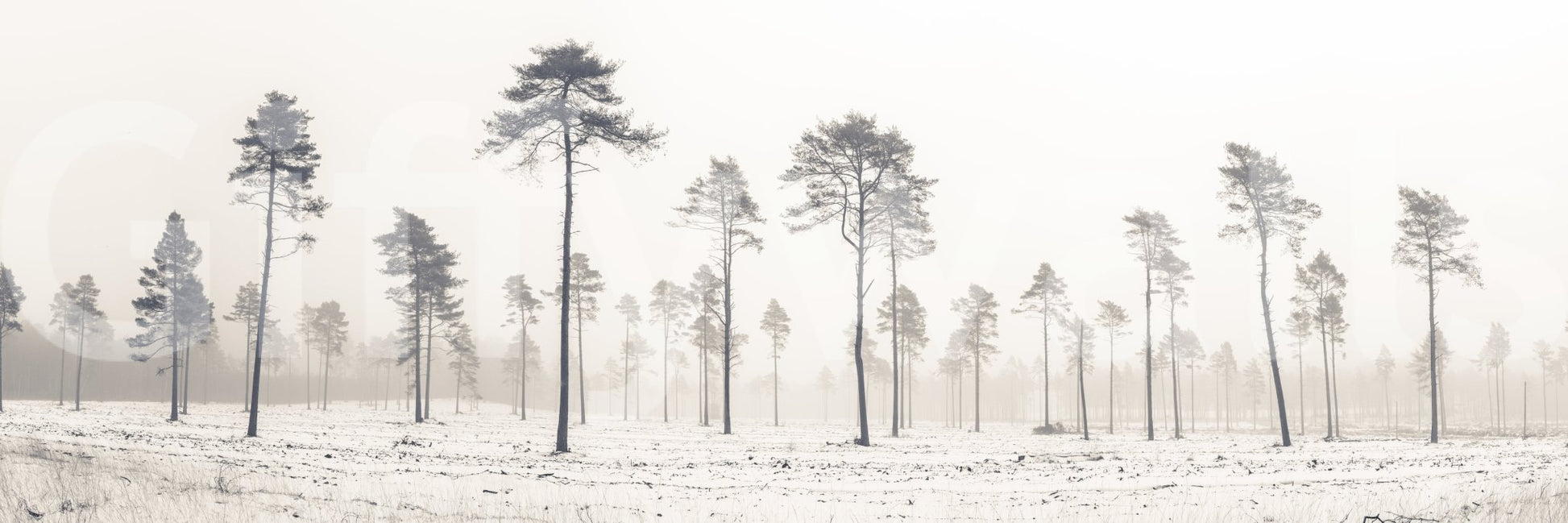 Enjoy this beautiful winter scene daily.


