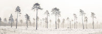 Enjoy this beautiful winter scene daily.

