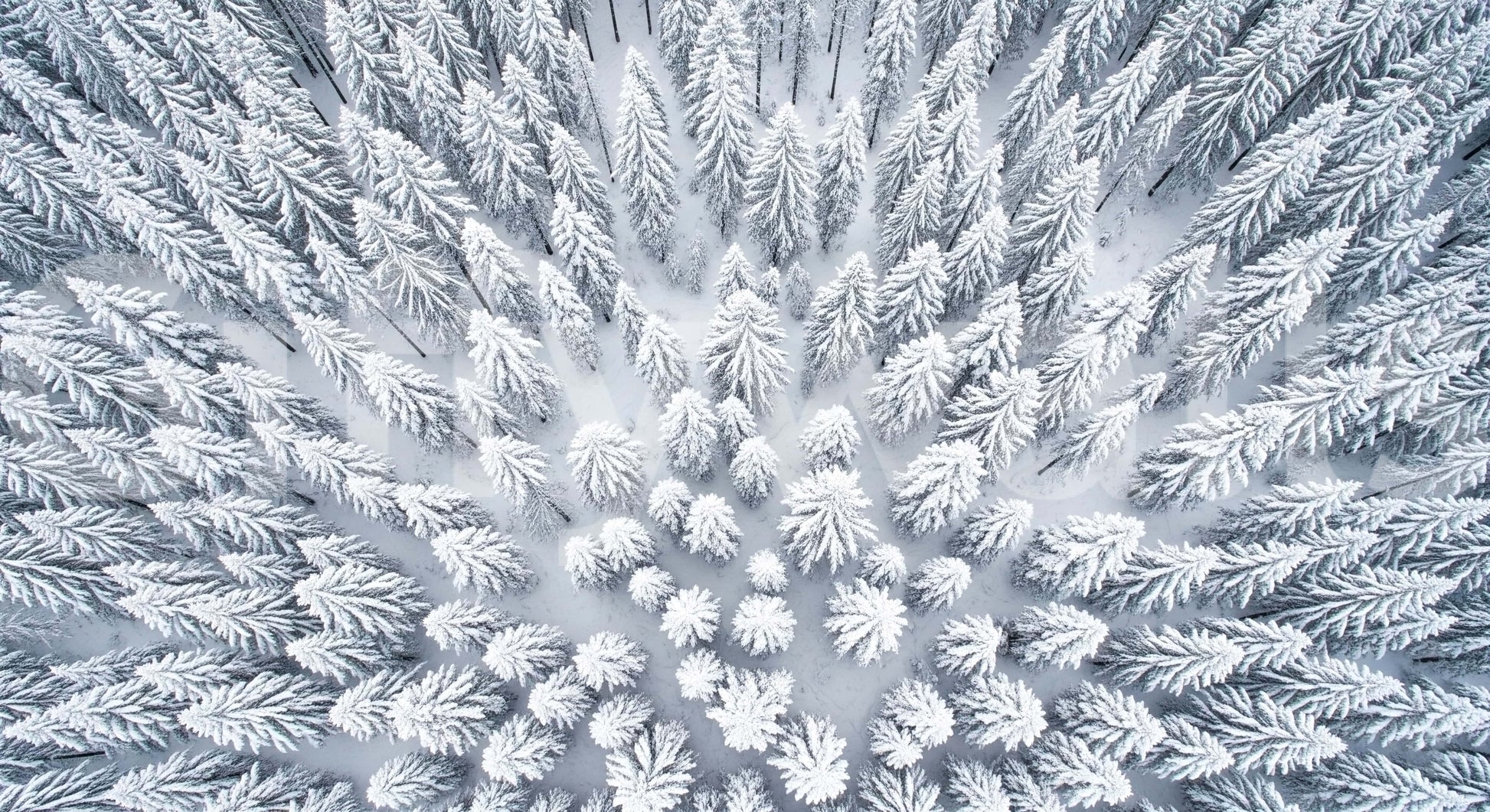 Winter mural behind TV in living room, sleek modern wall decor background