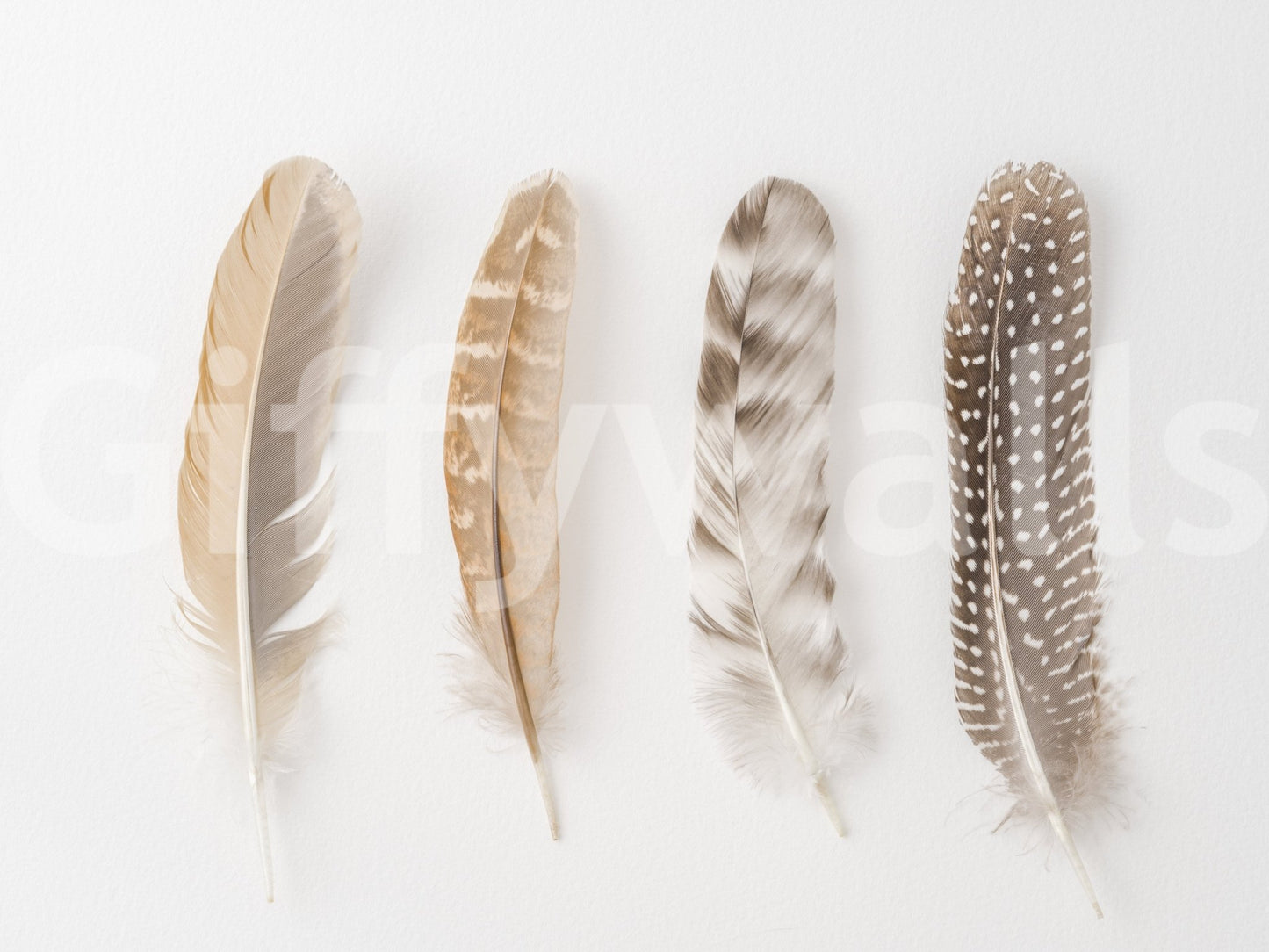 Soft Feather Array Wall Mural