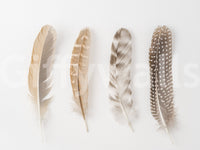 Soft Feather Array Wall Mural