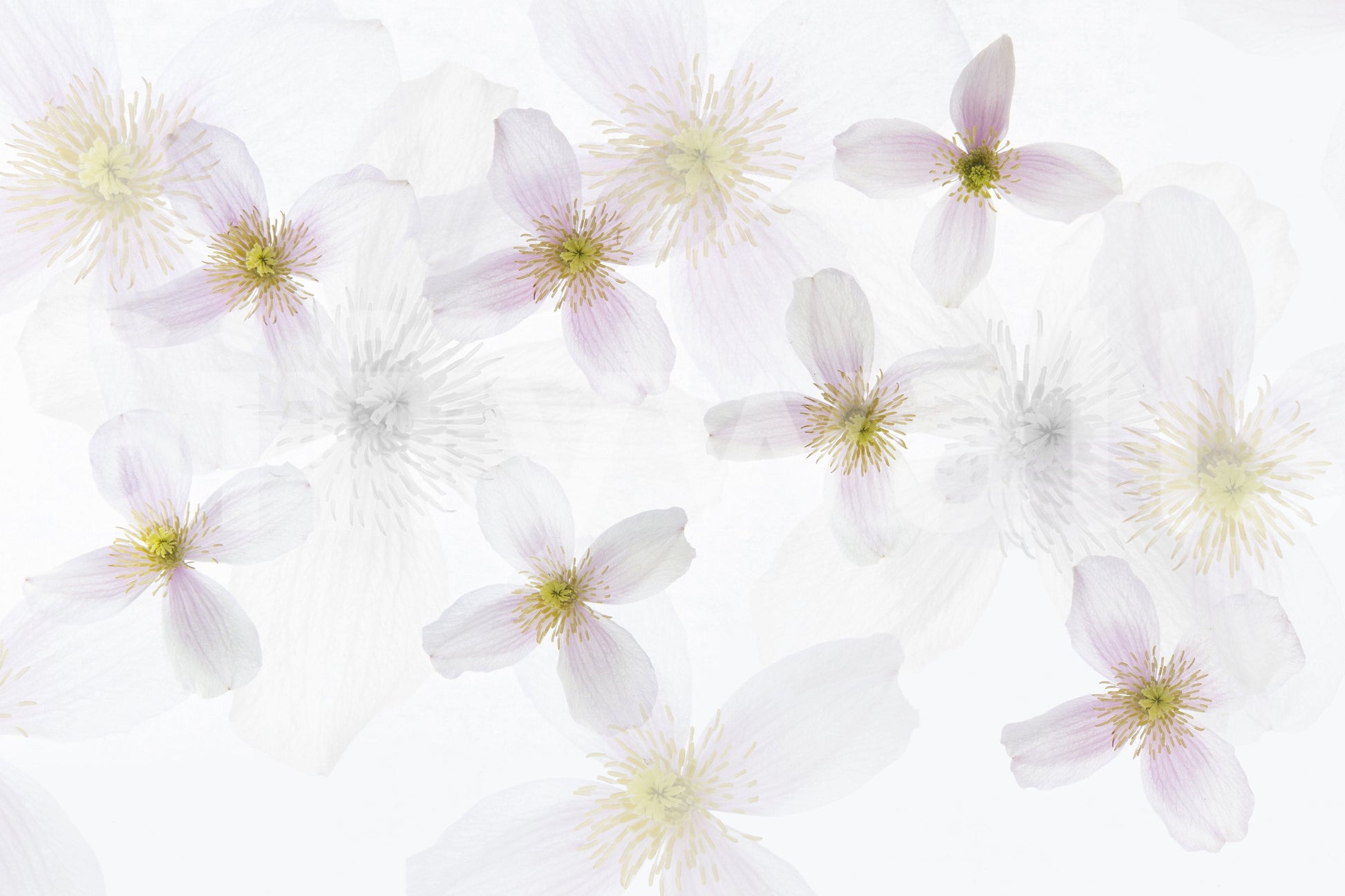 A calming floral design wallpaper mural that defines a space.

