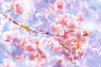 Soft Pink Blossoms Photography | Delicate Spring Floral Art | Serene Nature Decor Wall Mural