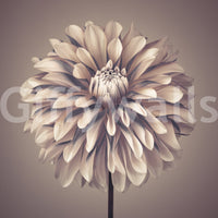 Modern floral wall covering suitable for rental apartment upgrades.