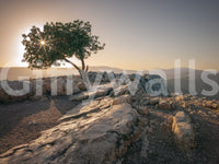 Beautiful sunset over a lone tree captured in wall mural form.

