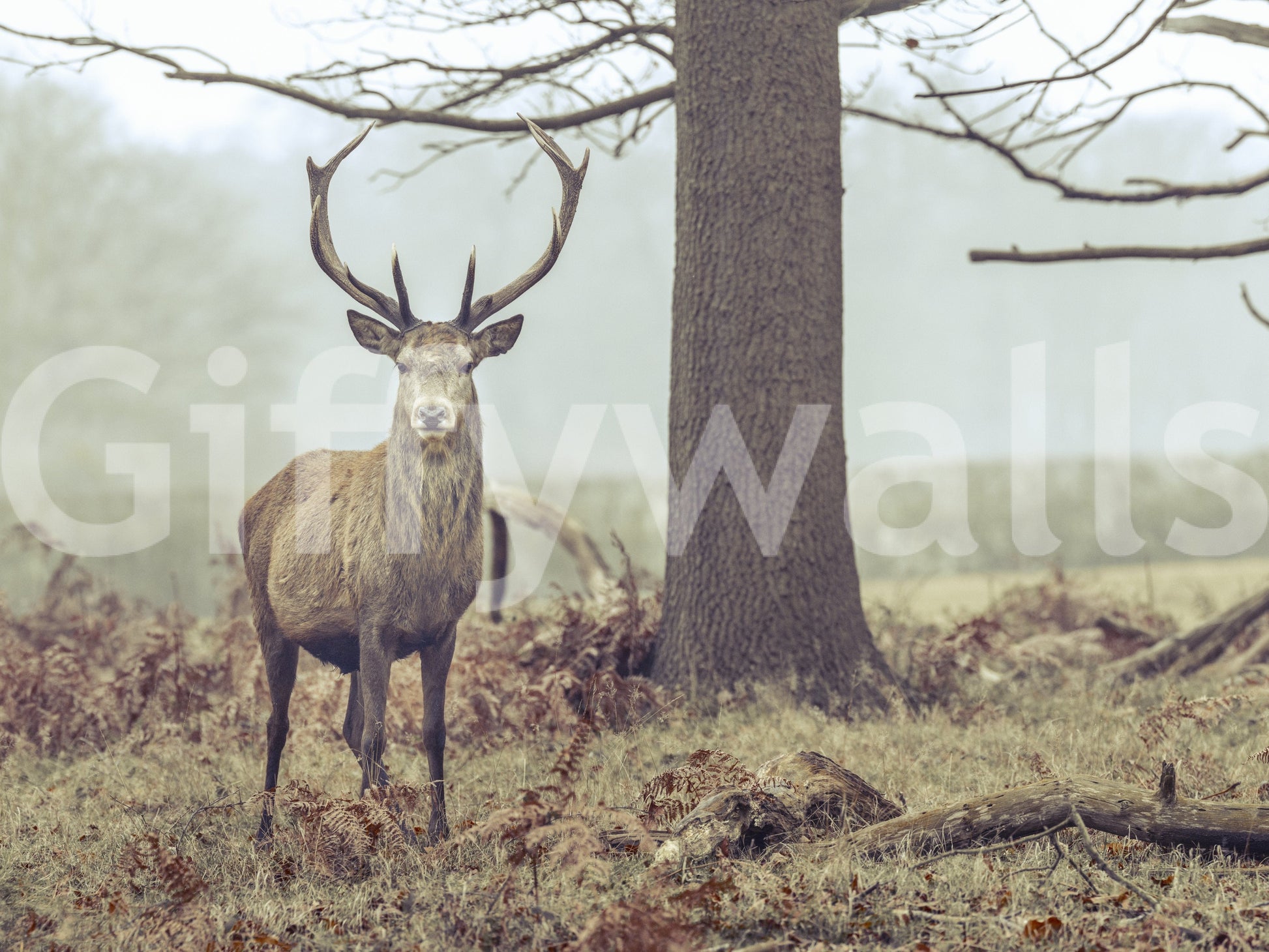 The wallpaper features a subtle, calming pattern.

