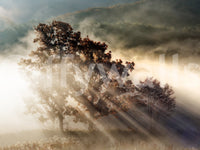 Sunbeam Woodland Glory product, awe-inspiring illumination, serenity.