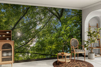 Dappled sunlight filtering through foliage.

