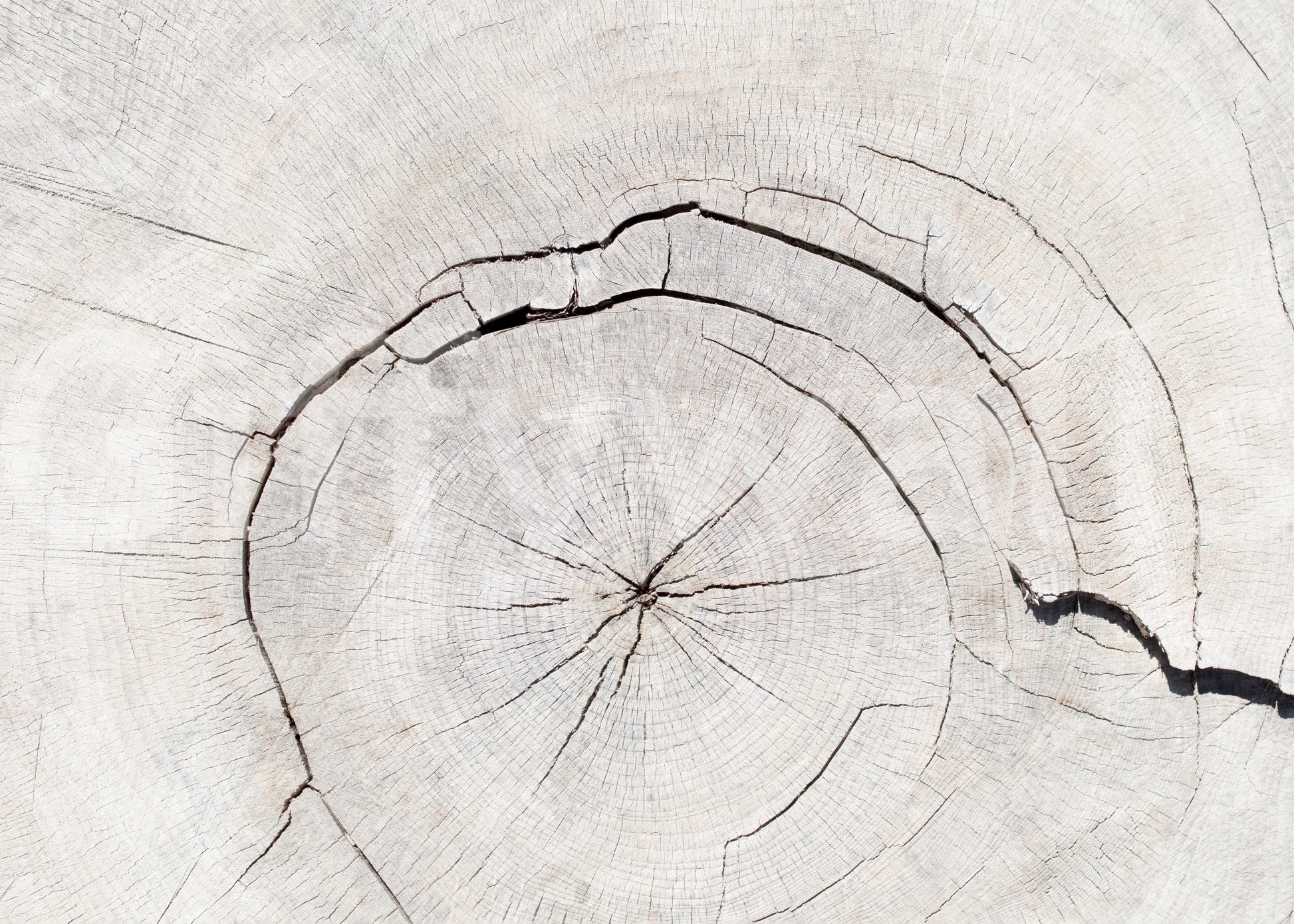 Tree wallpaper mural in hallway, natural texture look, neutral colors for a long wall