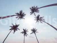 Tropical Palms Sky View Wall Mural
