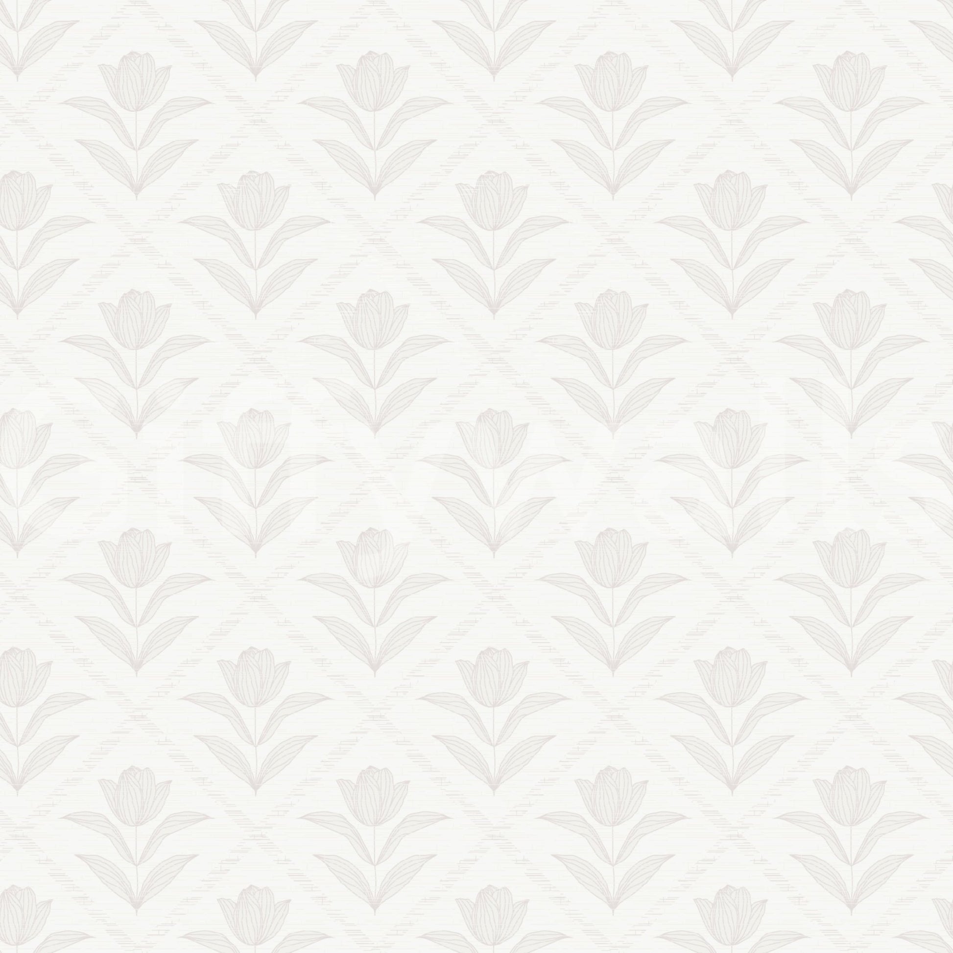 Tulip Cream Wallpaper⁠