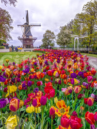 Tulip Windmill Garden decor wallpaper picturesque European landscape