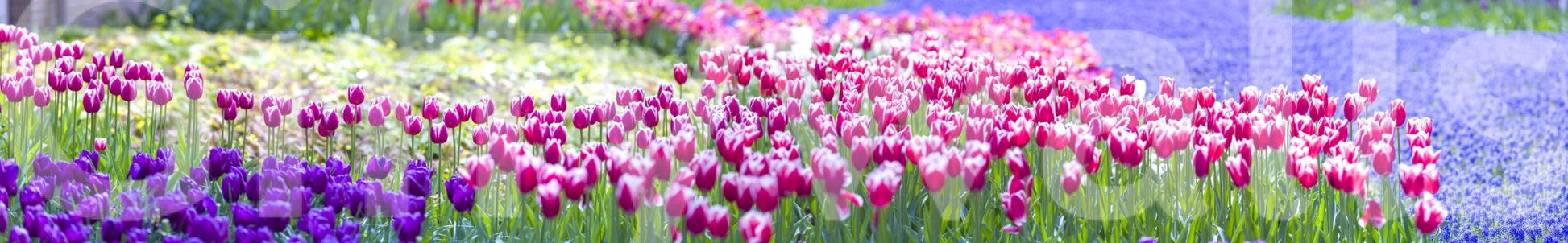 Bright garden landscape, cheerful Tulip Wonderland surface wrap.